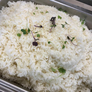 Jasmine Rice